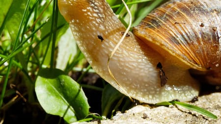 Los caracoles, depredadores del jardín. Foto: Freepik