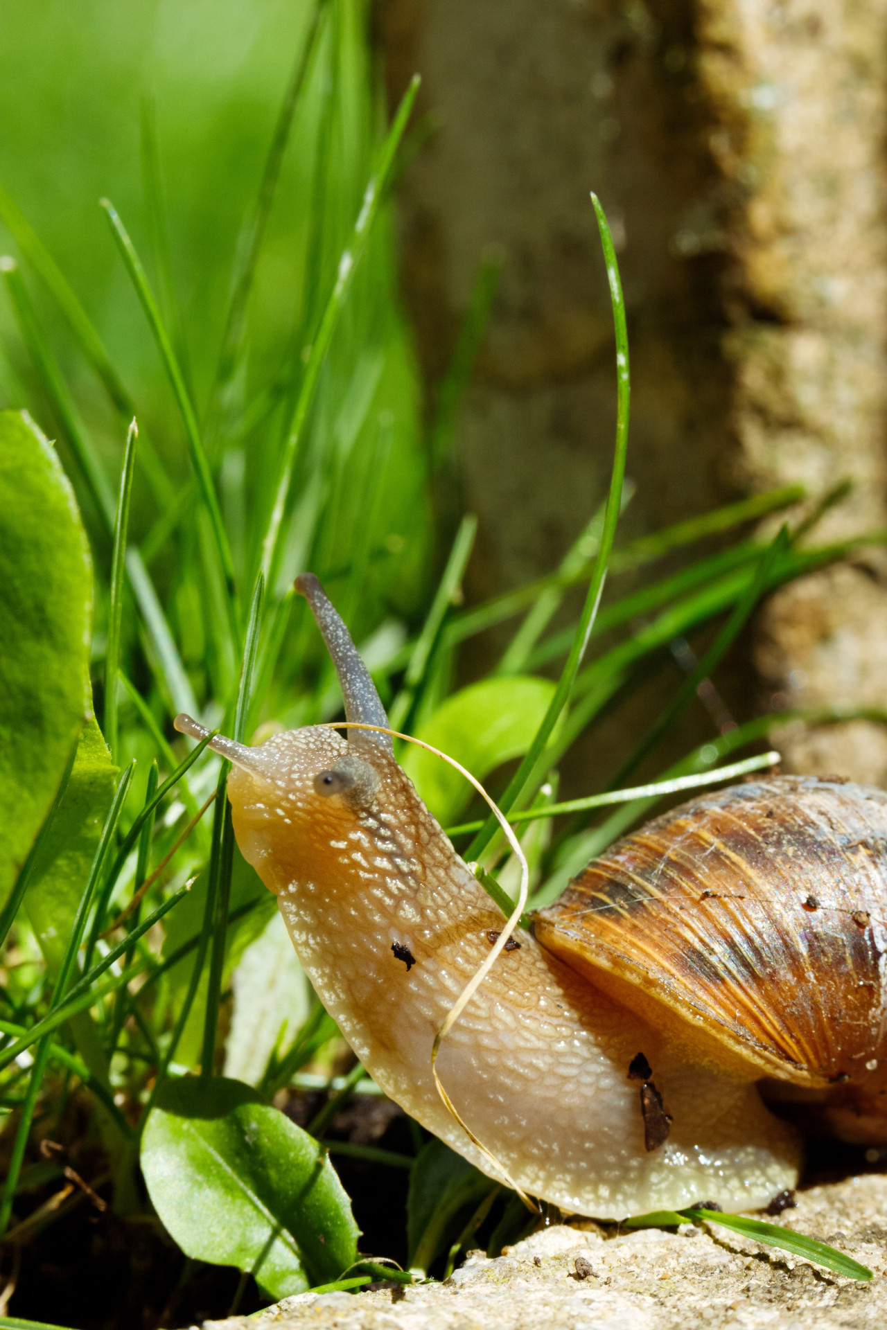 Los caracoles, depredadores del jardín. Foto: Freepik