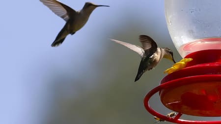 Los colibríes están evolucionando a un ritmo sin precedentes por culpa de los bebederos. Foto EFE