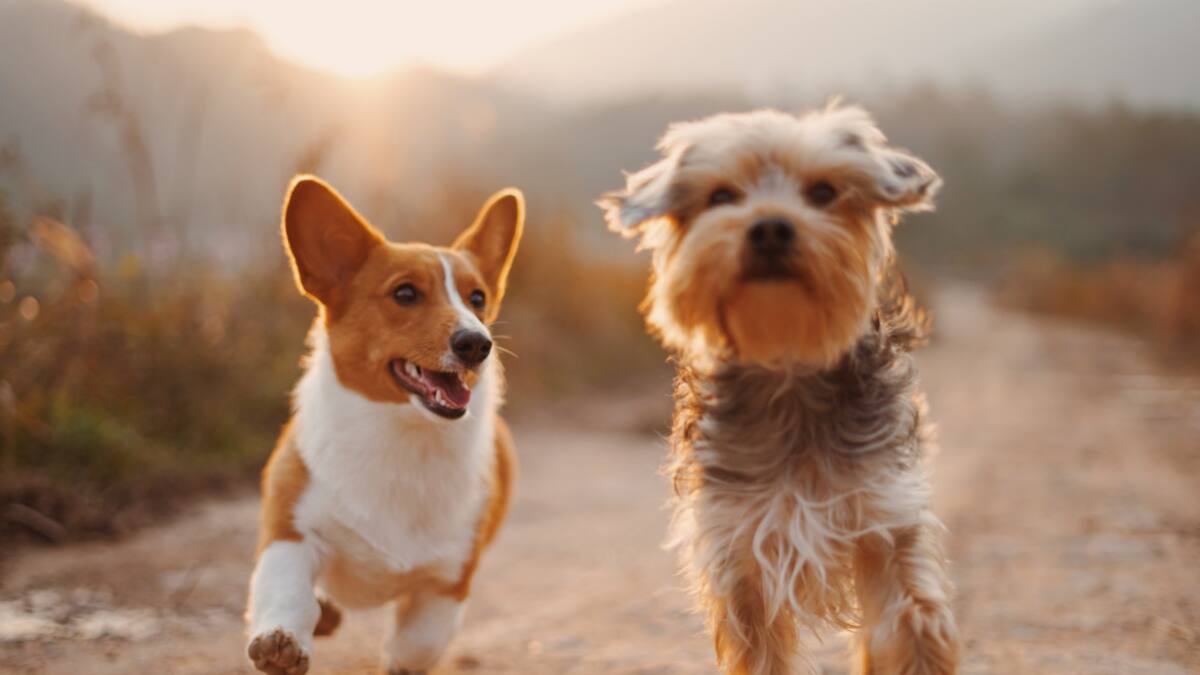 Los perros también pueden sufrir demencia. Foto Unsplash.