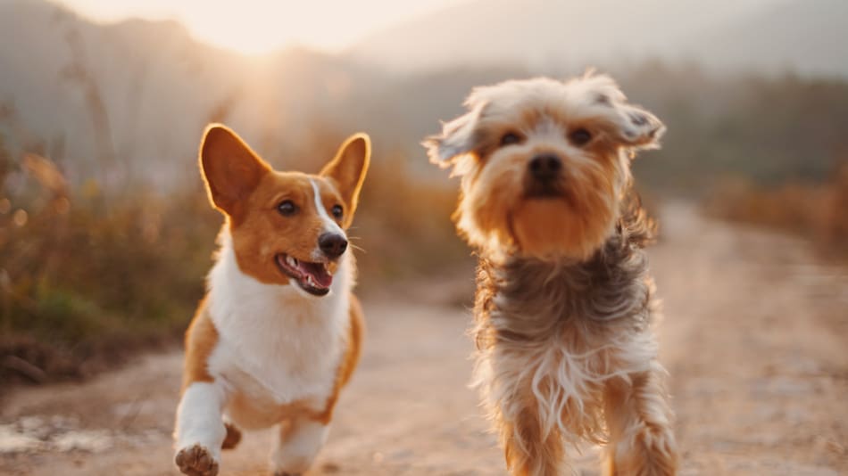 Los perros también pueden sufrir demencia. Foto Unsplash.