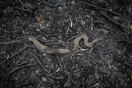 Animales muertos tras los históricos incendios en el Pantanal. Foto: EFE