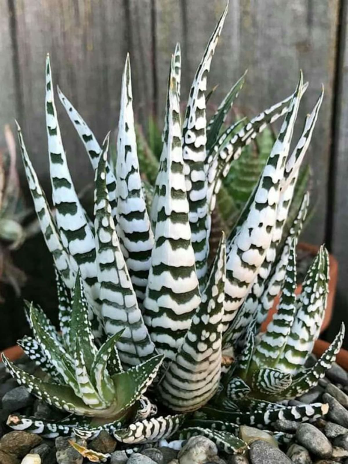 La planta cebra, la planta ideal para los principiantes en jardinería
