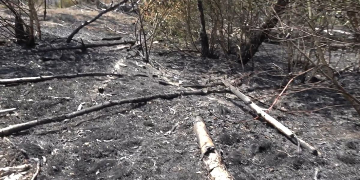 Destruyó parcialmente 326 hectáreas. Foto: captura video.