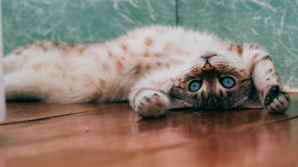 Los gatos son animales muy divertidos. Foto: Unsplash.