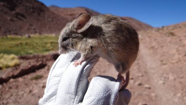 Misterioso hallazgo: encuentran momias de ratón en las cumbres heladas de los Andes