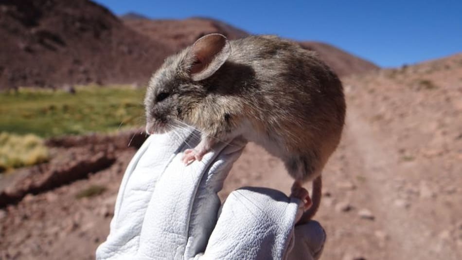 Hallan ratones momificados en las cumbres de los Andes. Foto Twitter @PostCienciaUACh.