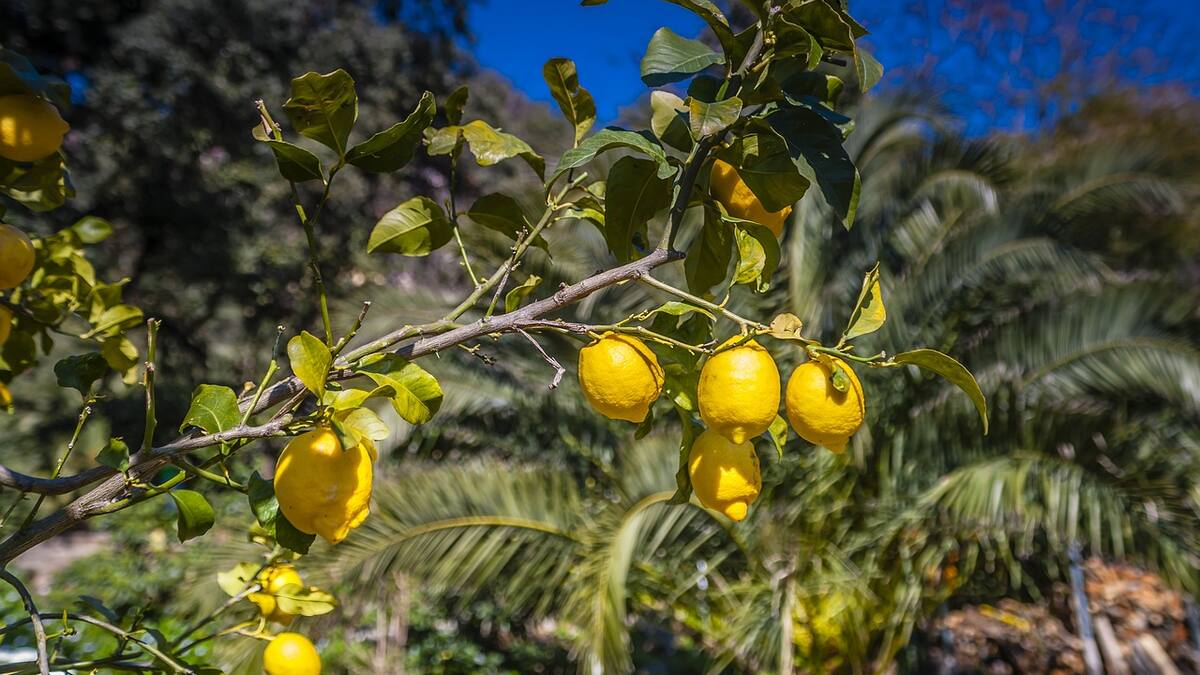 Está en todas las alacenas: el alimento que sirve para fortalecer el crecimiento de un árbol limonero