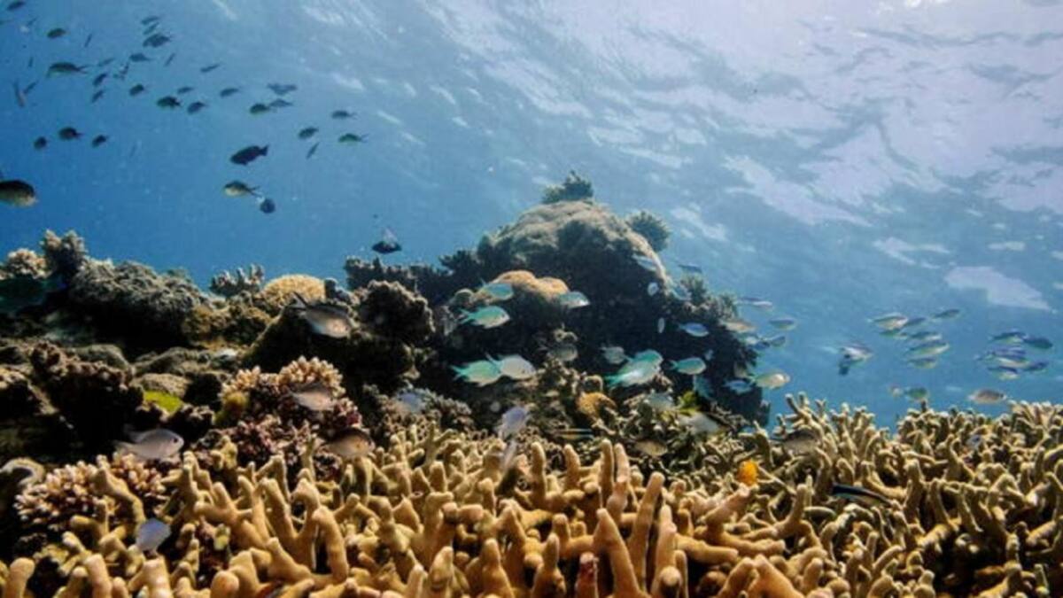 Arrecife de corales y fauna marina. Foto: Archivo
