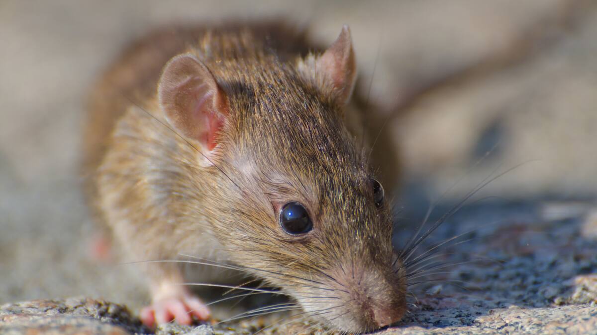 Hantavirus: qué es, cómo se transmite y cuáles son sus síntomas.