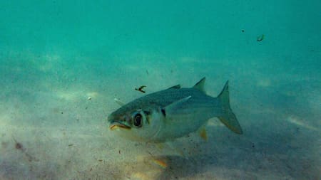 Deterioro acelerado de los océanos por el cambio climático. Foto: EFE