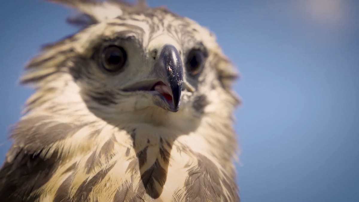 Encontraron muerta a un águila coronada y sospechan que fue víctima de cazadores furtivos.