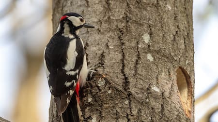 Pájaro carpintero. Foto: Freepik
