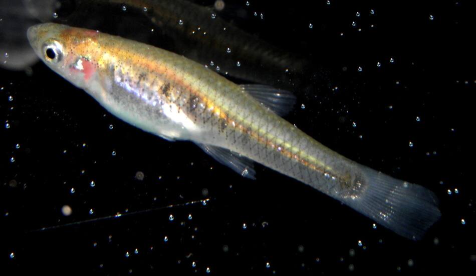 "Madrecitas de agua", la especie que controla el desarrollo de dengue. Foto: Wikipedia.