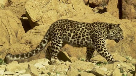 Leopardo de Arabia. Foto: iNaturalist.