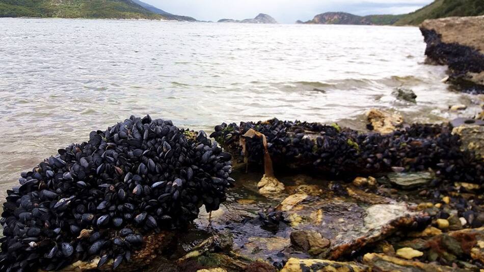Estrecho de Magallanes. Foto: Télam