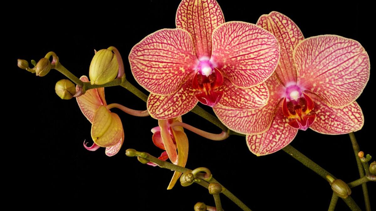 Orquídeas, plantas. Foto: Unsplash.
