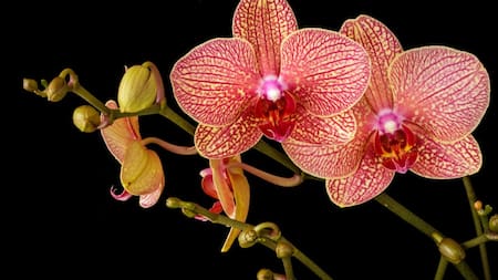 Orquídeas, plantas. Foto: Unsplash.