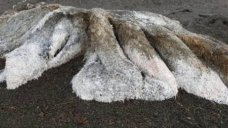 Misterio en el mar, monstruo peludo en el Extremo Oriente de Rusia
