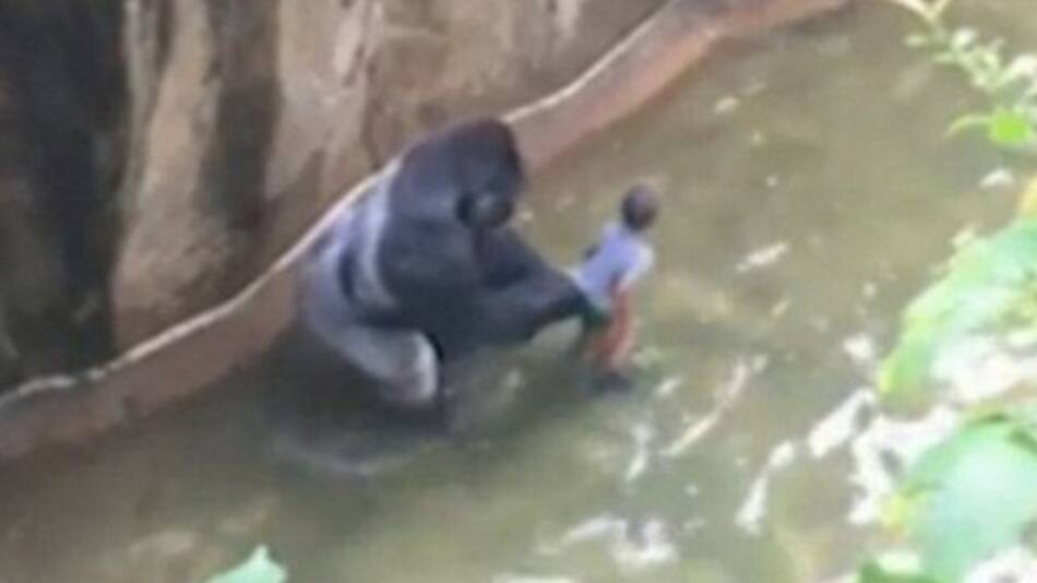 Matan a gorila en zoológico