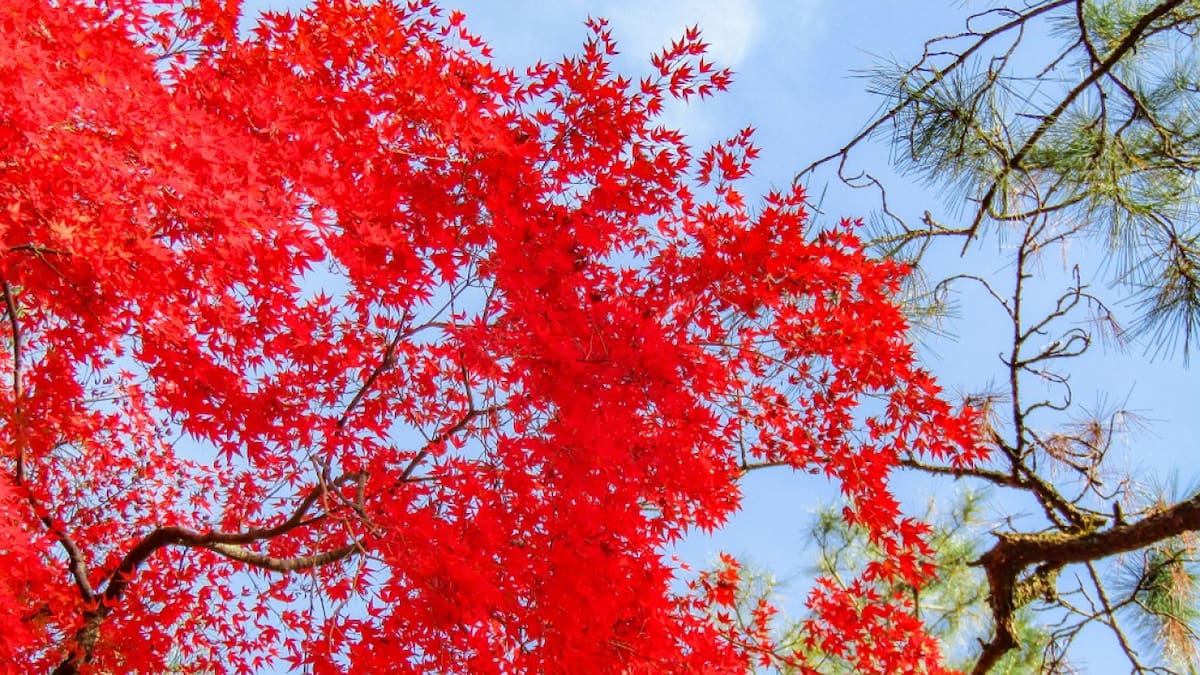 Arce japonés: cómo cultivar el árbol rojo que embellece los jardines y es símbolo de la buena suerte