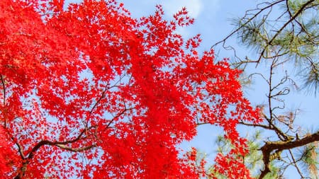 Árbol Arce Japonés (Acer palmatum). Foto: Unsplash.