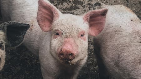 La triquinosis zoonosis se transmite por la ingesta de carne cruda o mal cocida. Foto: Unsplash.