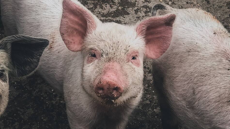 La triquinosis zoonosis se transmite por la ingesta de carne cruda o mal cocida. Foto: Unsplash.