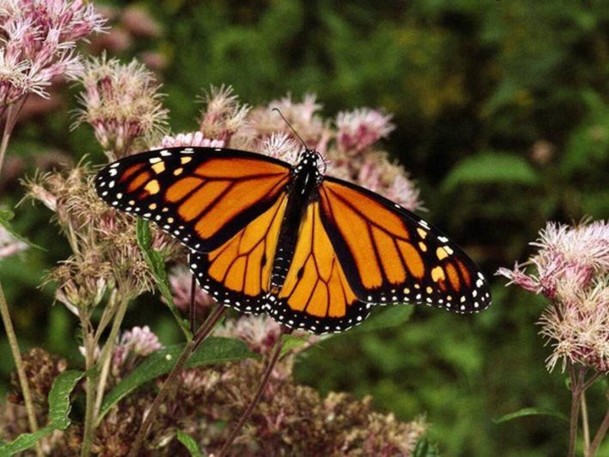 Mariposas, insectos, Reuters