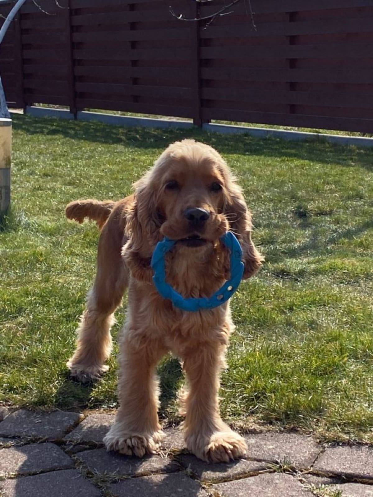 Como cuidar y mantener sano un perrito Cocker