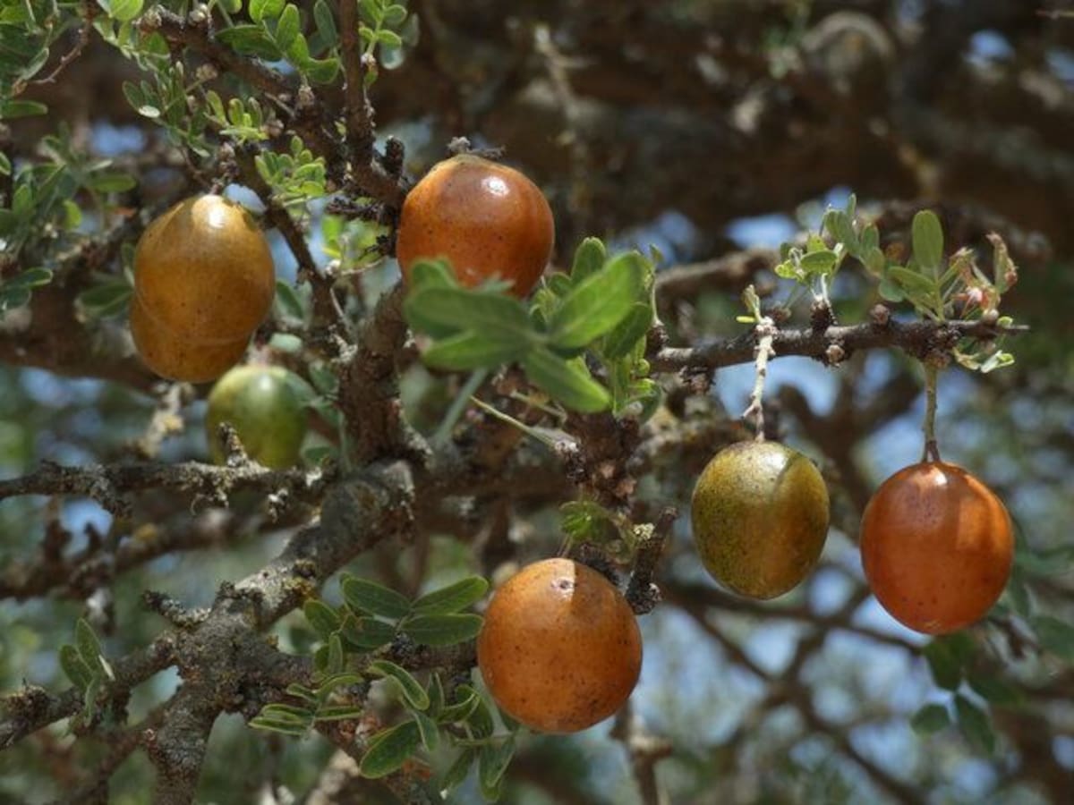 Cómo cuidar un árbol de chañar