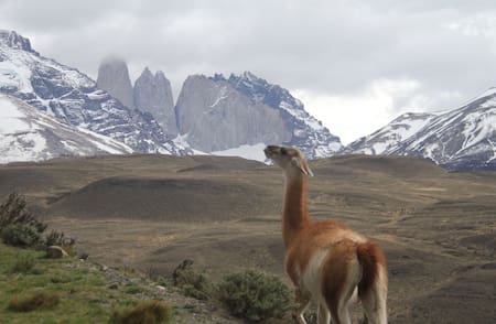 Guanaco. Foto Unsplash.