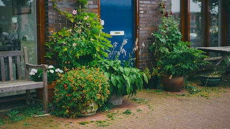 La planta que todos deberían tener en casa. Foto Freepik