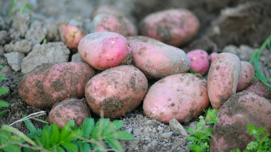 Papas. Fotos: Unsplash
