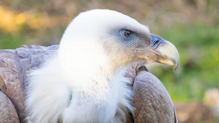 Águila harpía. Foto: Freepik.