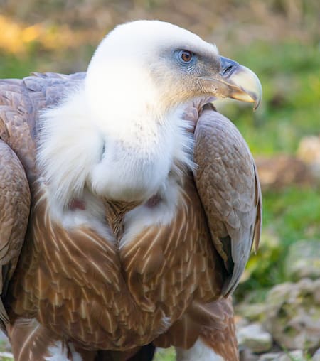 Águila harpía. Foto: Freepik.