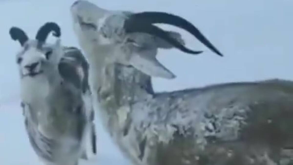 Animales congelados en Noruega. Foto: Captura de pantalla.