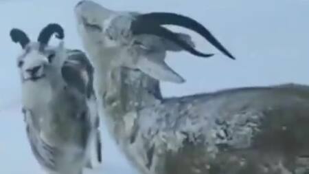 Animales congelados en Noruega. Foto: Captura de pantalla.