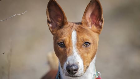 Raza Basenji. Foto: X