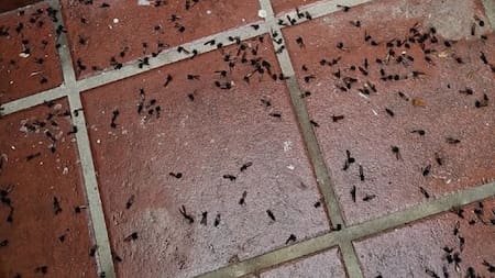 Invasión de hormigas voladoras en el AMBA: las zonas más afectadas