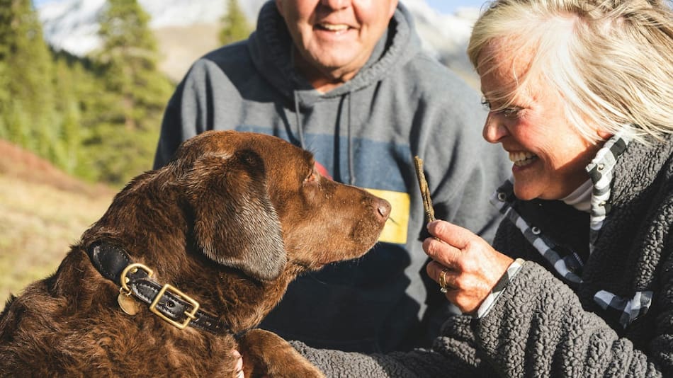 Los alimentos prohibidos para los perros. Foto Unsplash.