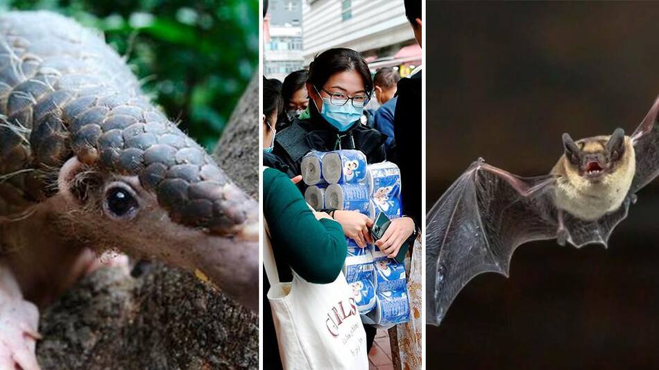 Coronavirus, contagio, pangolín, murciélago, Reuters