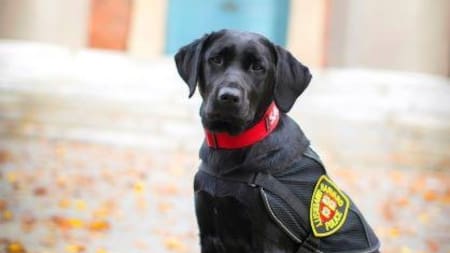 Sasha, la perra de Harvard