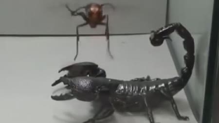 YouTube: duelo a muerte entre escorpión y avispa