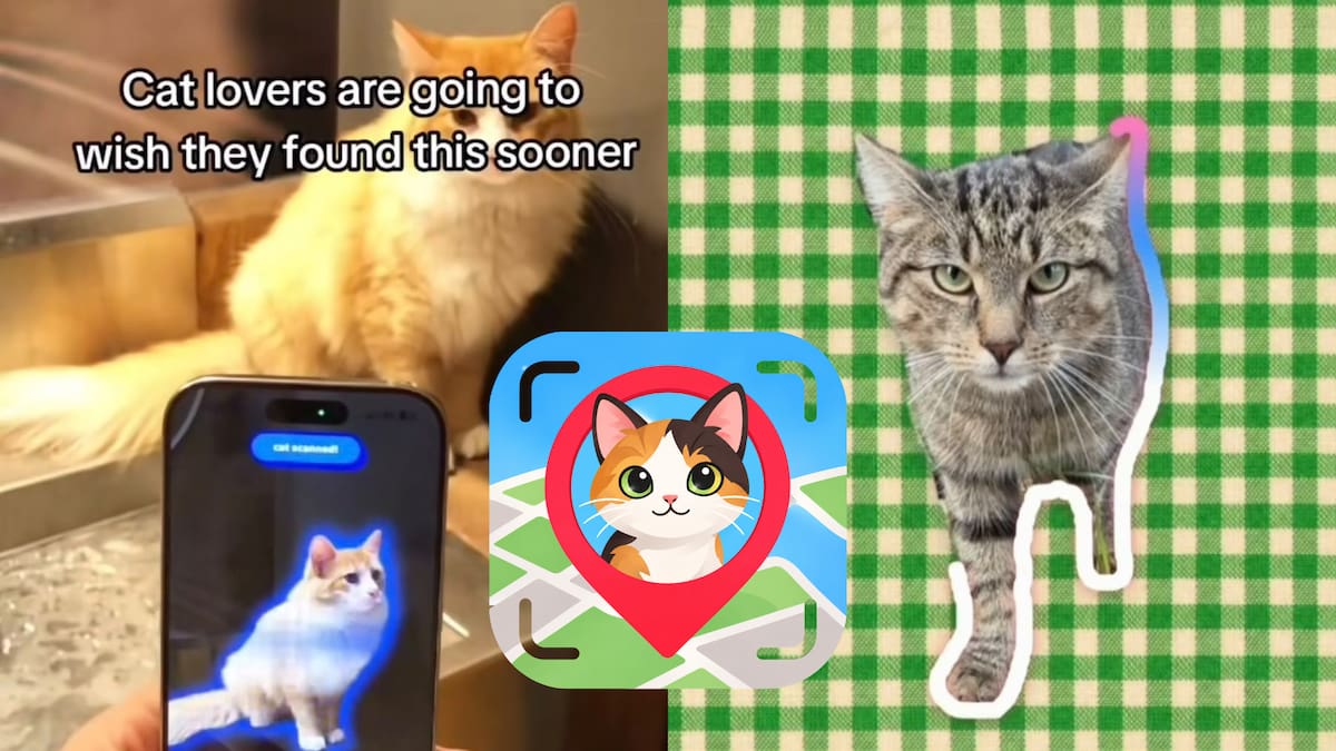 Cat Collector: la app que permite coleccionar gatos reales al estilo de Pokémon GO.