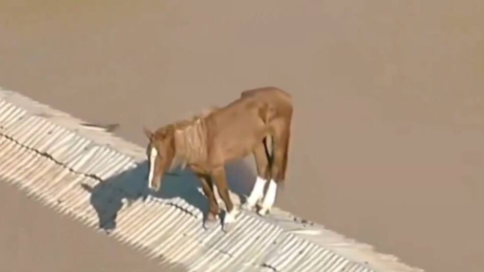 Desgarradora imagen que dejan las inundaciones de Brasil. Foto: captura video