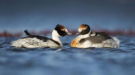 Macá tobiano. Fuente: Aves Argentinas