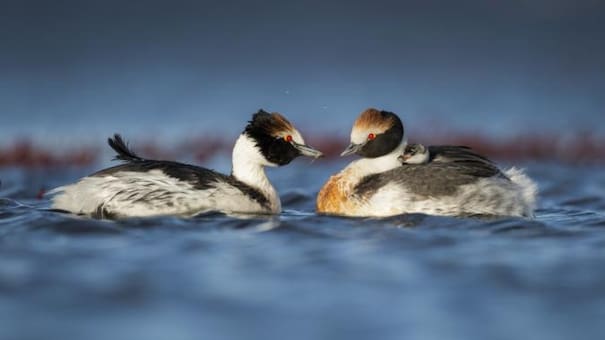 Un triunfo para la conservación animal: liberan crías de aves de una especie al borde de la extinción en Argentina