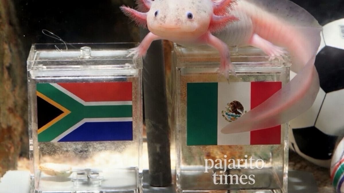 El ajolote Paco tenía razón: el animalito casi extinto es el nuevo oráculo del Mundial 2026 y ya acertó con su primera predicción