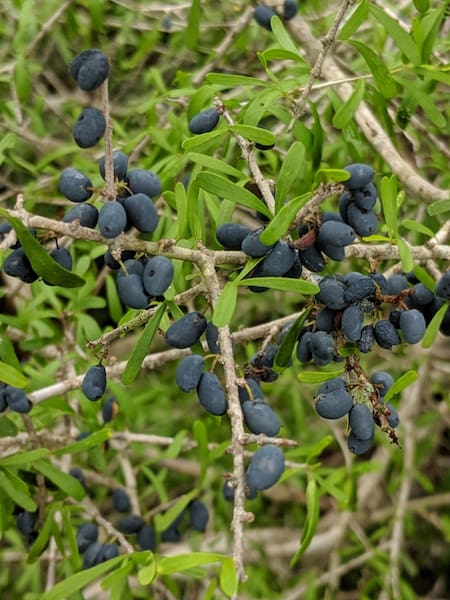 Ligustro texano (Forestiera angustifolia). Foto: ecuador.inaturalist.org